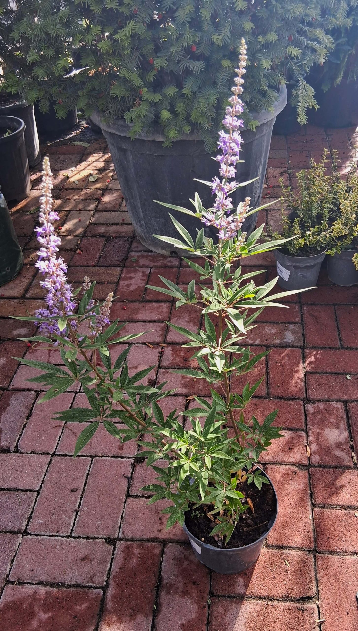 Vitex agnus-castus – Illatos barátcserje - Image 2