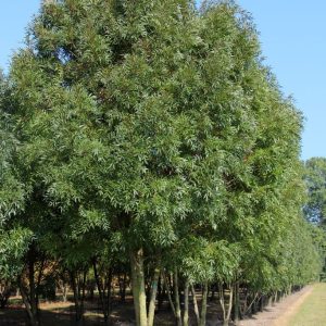 Fraxinus angustifolia 'Raywood' – Keskenylevelű kőris