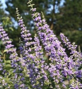 Vitex agnus-castus illatos barátcserje lila virágfürtökkel és aromás levelekkel