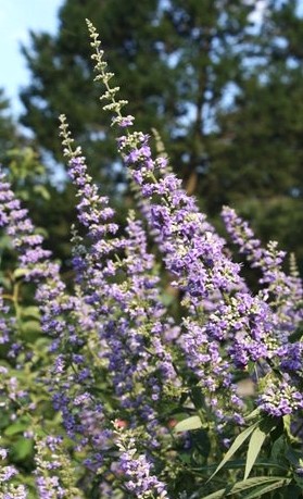 Vitex agnus-castus illatos barátcserje lila virágfürtökkel és aromás levelekkel