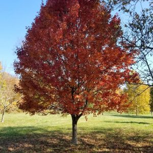 Acer rubrum Brandywine vörös juharfa lángoló bíborvörös őszi levelekkel