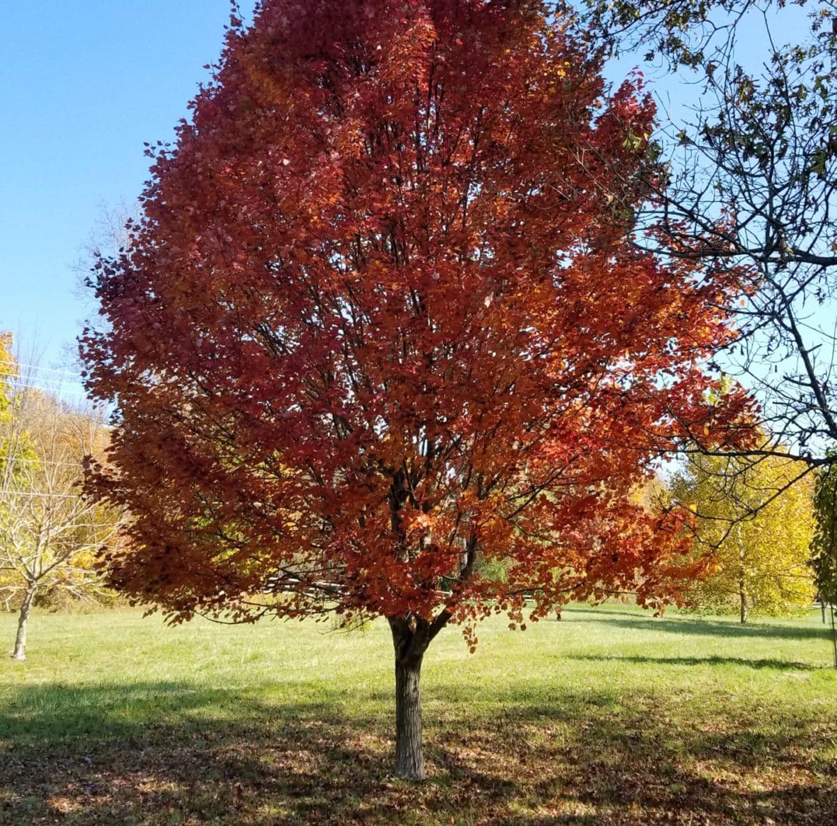 Acer rubrum Brandywine vörös juharfa lángoló bíborvörös őszi levelekkel