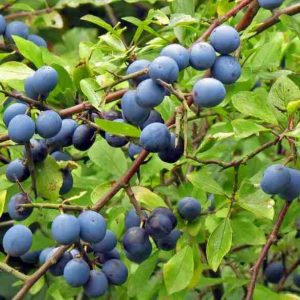 Prunus spinosa kökény cserje érett hamvaskék bogyókkal