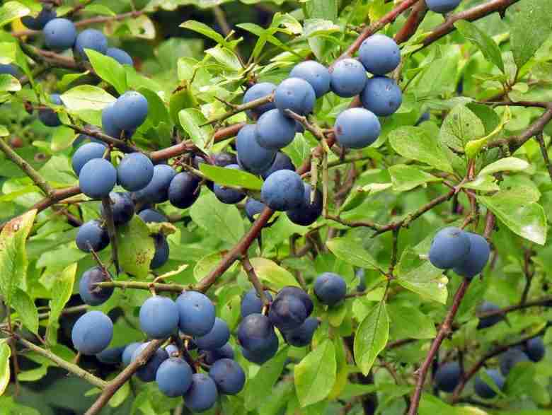Prunus spinosa kökény cserje érett hamvaskék bogyókkal