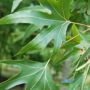 Platanus orientalis 'Digitata' keleti platán