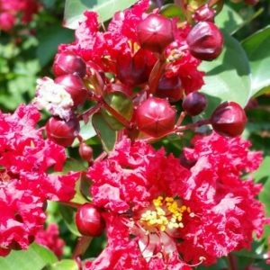 Lagerstroemia Dynamite piros virágú selyemmirtusz