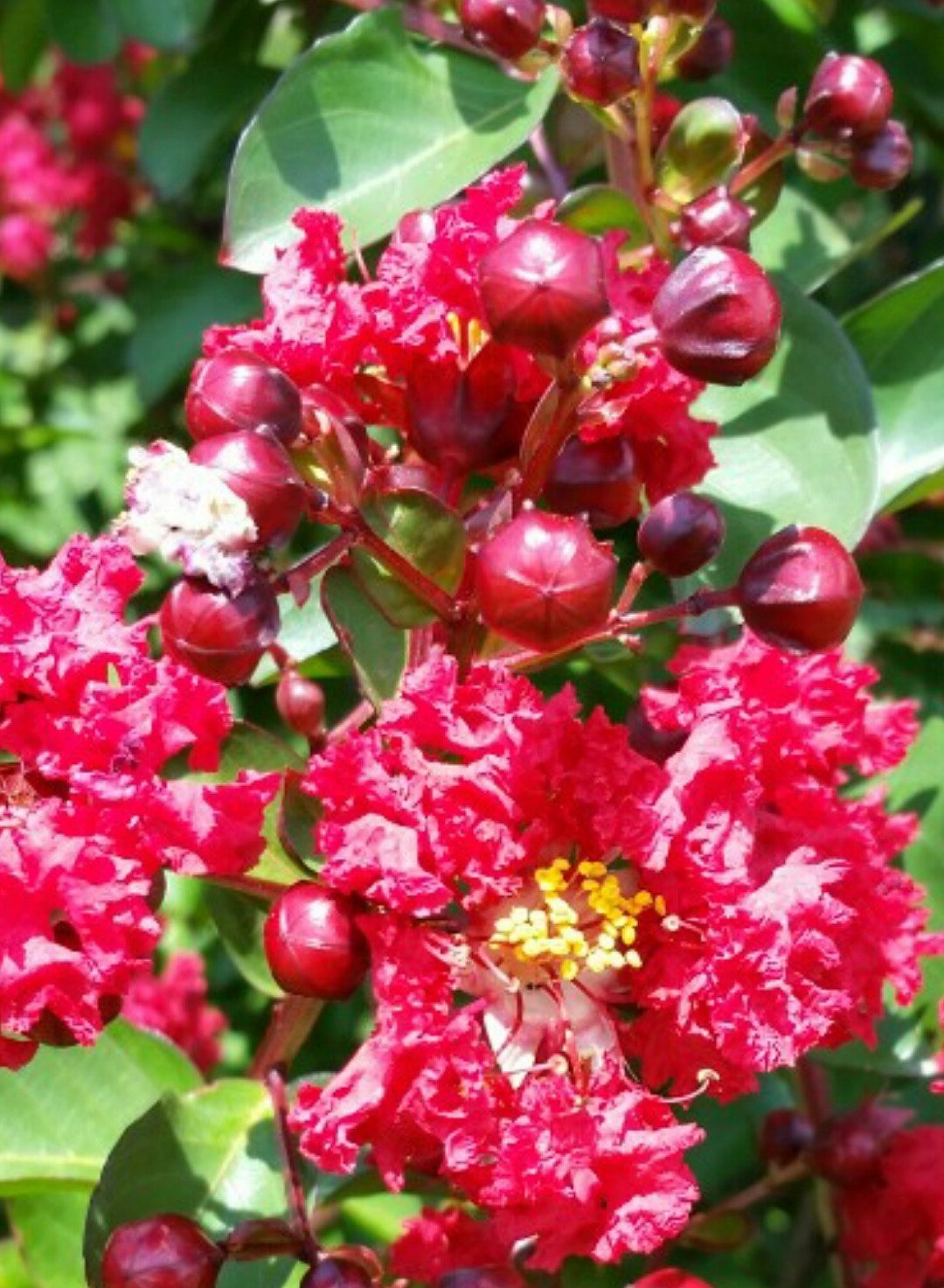 Lagerstroemia Dynamite piros virágú selyemmirtusz