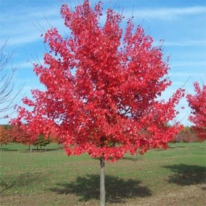 Acer rubrum Fairview Flame vörös juharfa lángoló skarlátpiros őszi levelekkel