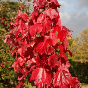 Acer rubrum Red Sunset vörös juharfa lángoló narancsvörös őszi levelekkel