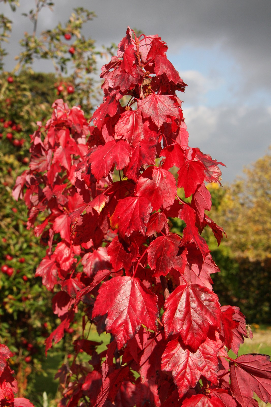 Acer rubrum Red Sunset vörös juharfa lángoló narancsvörös őszi levelekkel