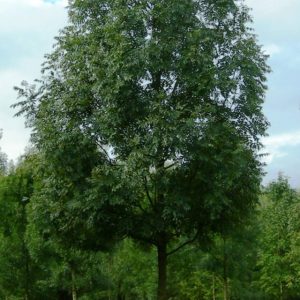 Fraxinus excelsior – Magas kőris