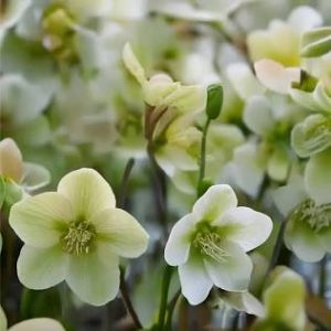 Helleborus 'Diamondfire' keleti hunyor - Télen virágzó évelő