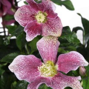 Helleborus Hello Pink virágzó keleti hunyor rózsaszín virágokkal