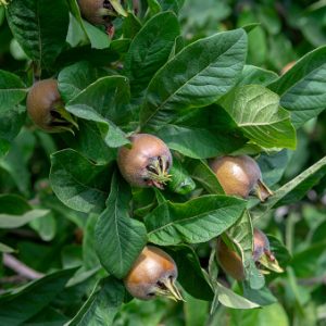 ottingham naspolya – Mespilus germanica Nottingham