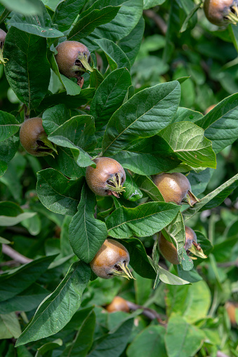 ottingham naspolya – Mespilus germanica Nottingham