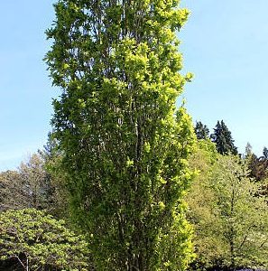 Quercus robur 'Fastigiata' oszlopos kocsányos tölgy