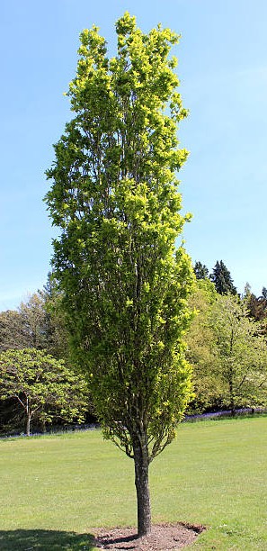 Quercus robur 'Fastigiata' oszlopos kocsányos tölgy