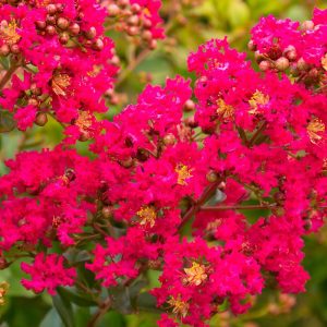 Lagerstroemia indica Rubra vörös virágú selyemmirtusz