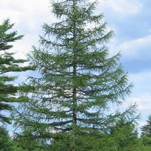 Larix decidua európai vörösfenyő fa zöld lombkoronával