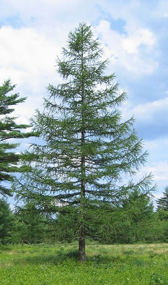 Larix decidua európai vörösfenyő fa zöld lombkoronával