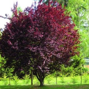 Prunus cerasifera Hollywood bordó levelű vérszilva