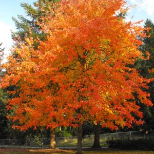 Acer 'Pacific Sunset' – Skarlátvörös juhar