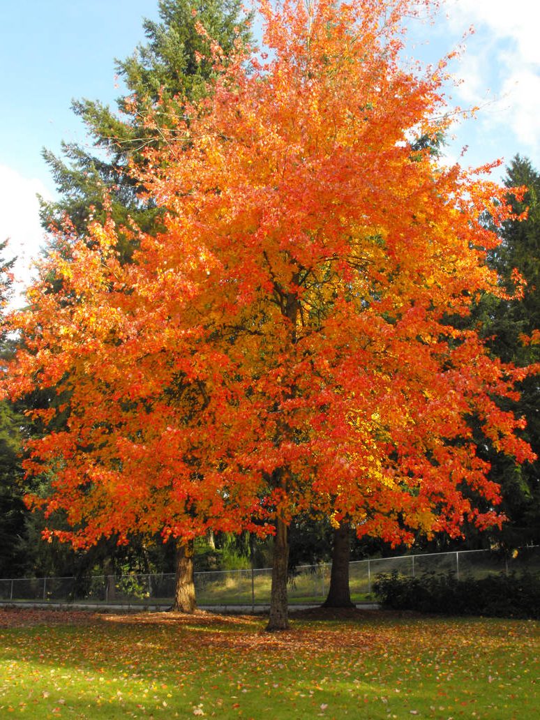 Acer 'Pacific Sunset' – Skarlátvörös juhar