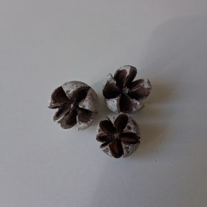 Csillagrózsa Chiruni Pod