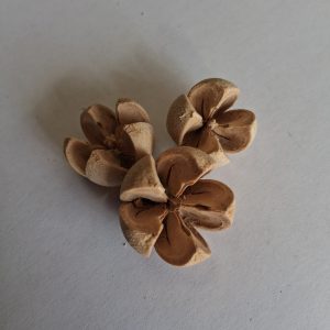Csillagrózsa Chiruni Pod homokszín