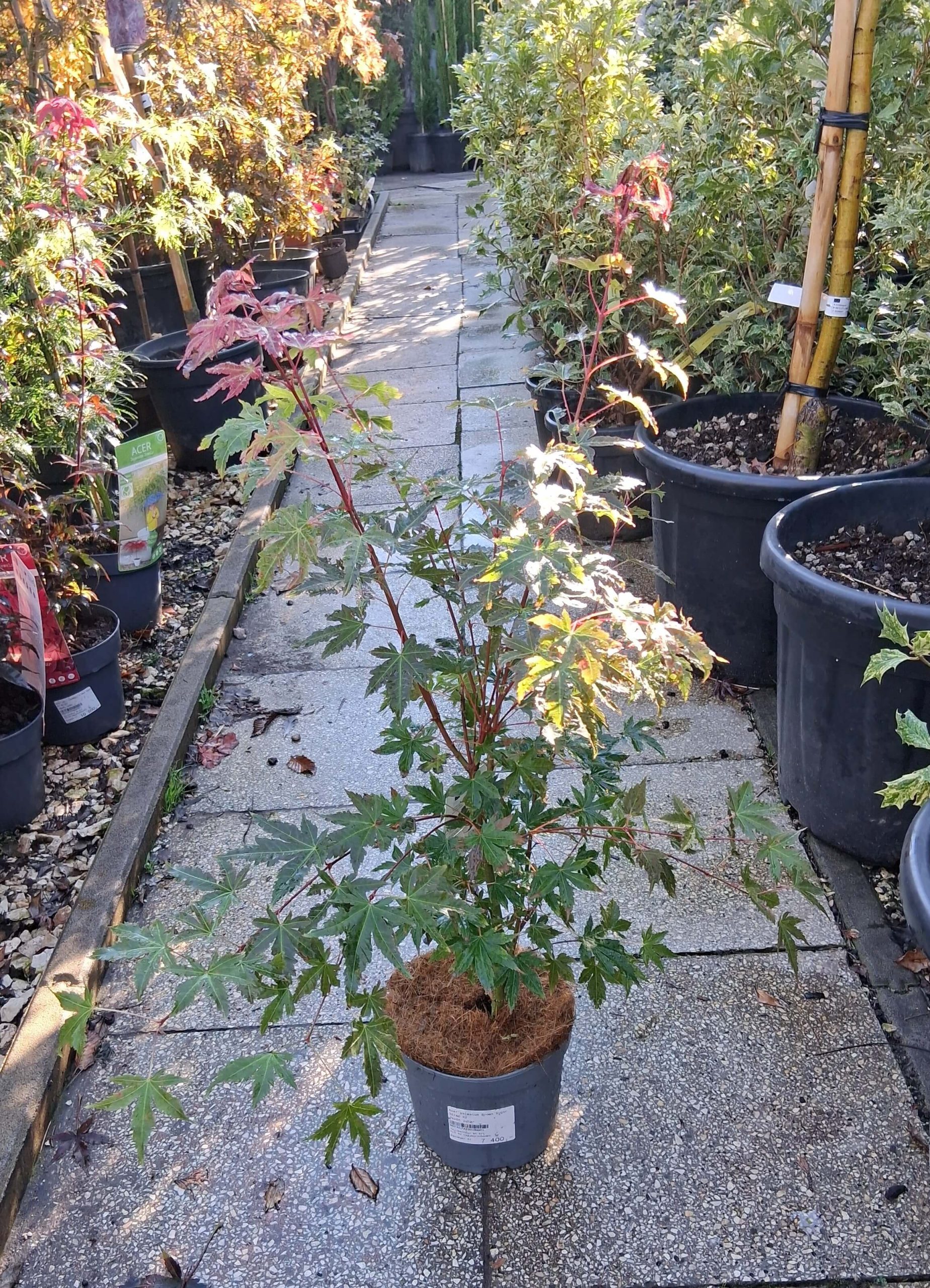 Acer palmatum Brown Sugar japán juhar