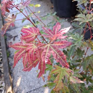 Acer palmatum Brown Sugar japán juhar bronzbarna levelekkel