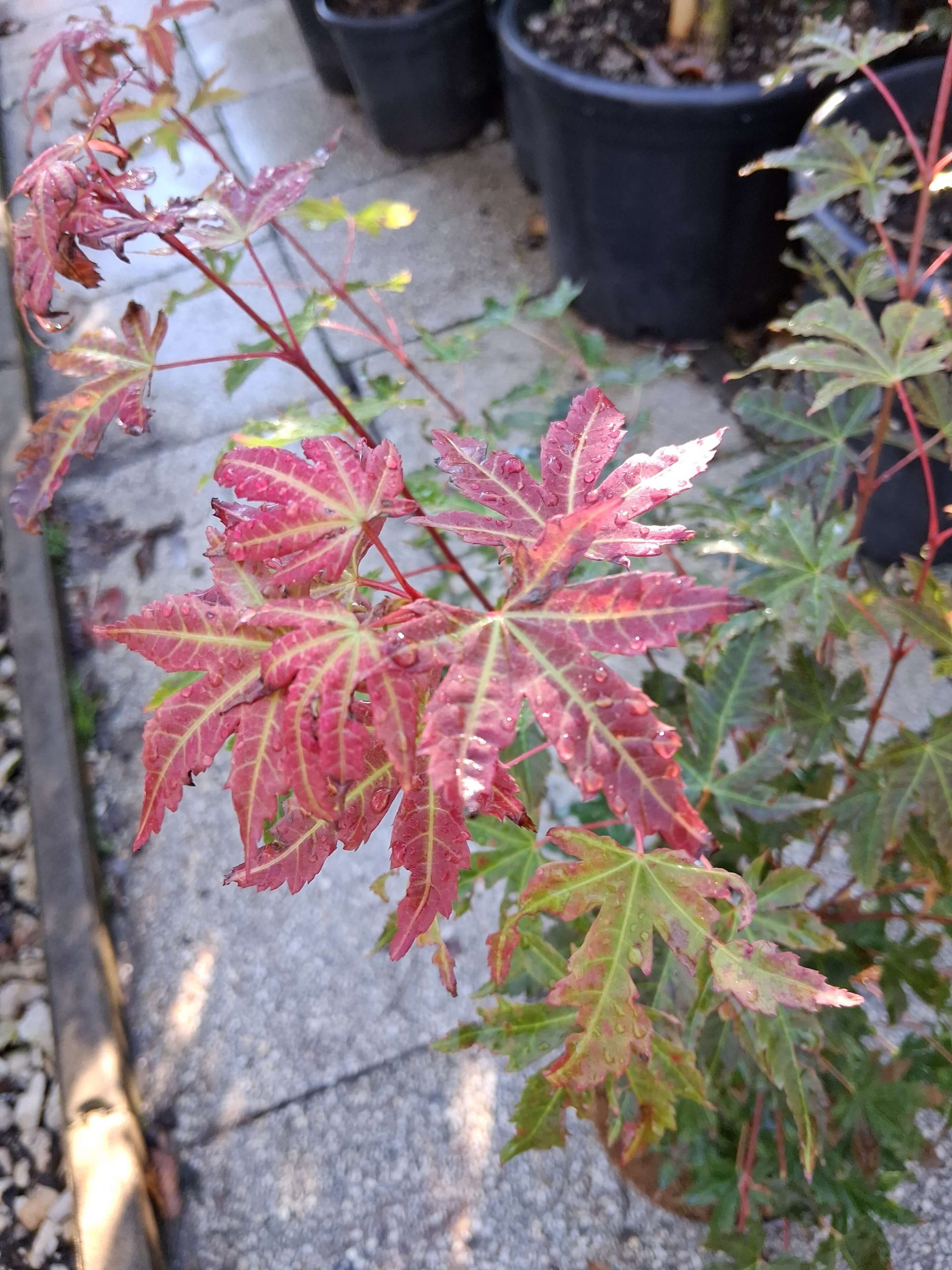 Acer palmatum Brown Sugar japán juhar bronzbarna levelekkel