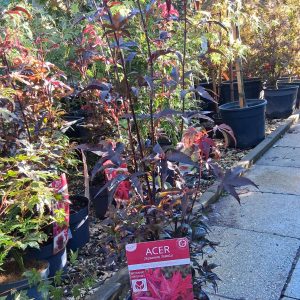 Acer palmatum Twomblys Red Sentinel oszlopos japán juhar karcsú bíborvörös levelekkel