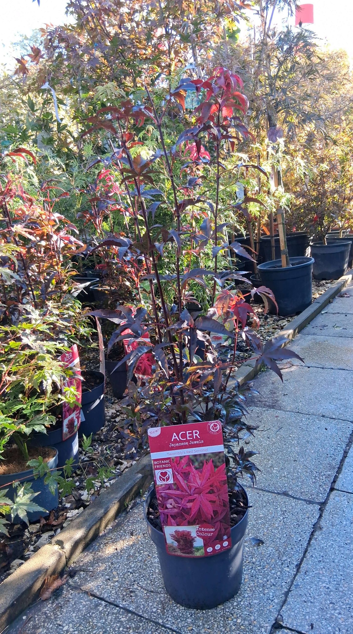 Acer palmatum Twomblys Red Sentinel oszlopos japán juhar karcsú bíborvörös levelekkel