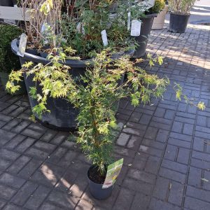 Acer palmatum Emerald Lace japán juhar finoman szabdalt smaragdzöld levelekkel