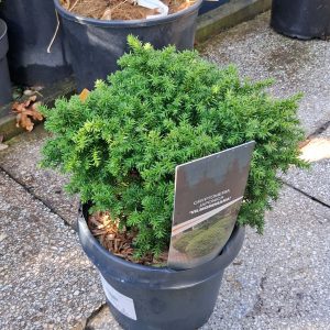Cryptomeria japonica 'Vilmoriniana' – Törpe japánciprus