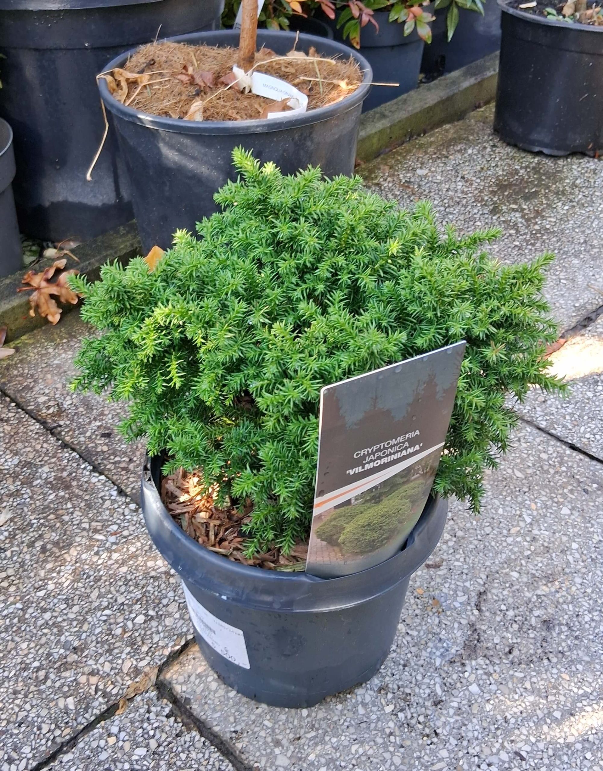 Cryptomeria japonica 'Vilmoriniana' – Törpe japánciprus