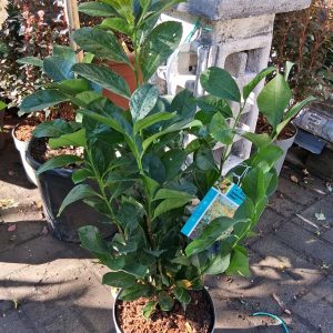Prunus laurocerasus 'Etna' – Babérmeggy