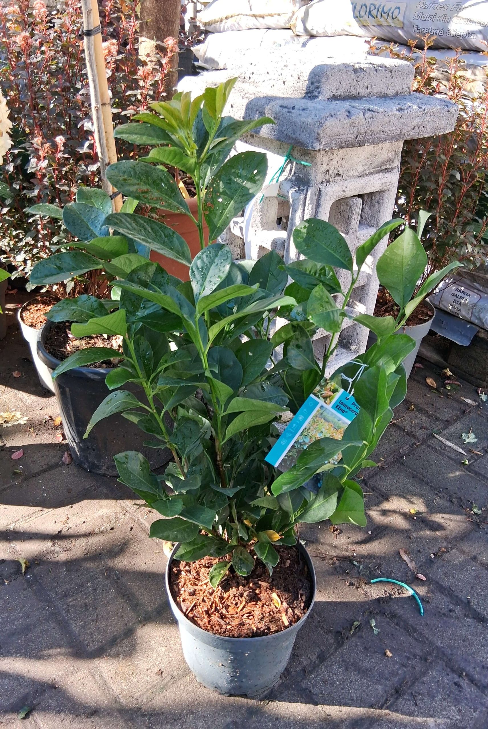 Prunus laurocerasus 'Etna' – Babérmeggy