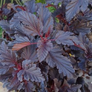 Physocarpus opulifolius All Black fekete hólyagvessző mély feketés-bíbor levelekkel
