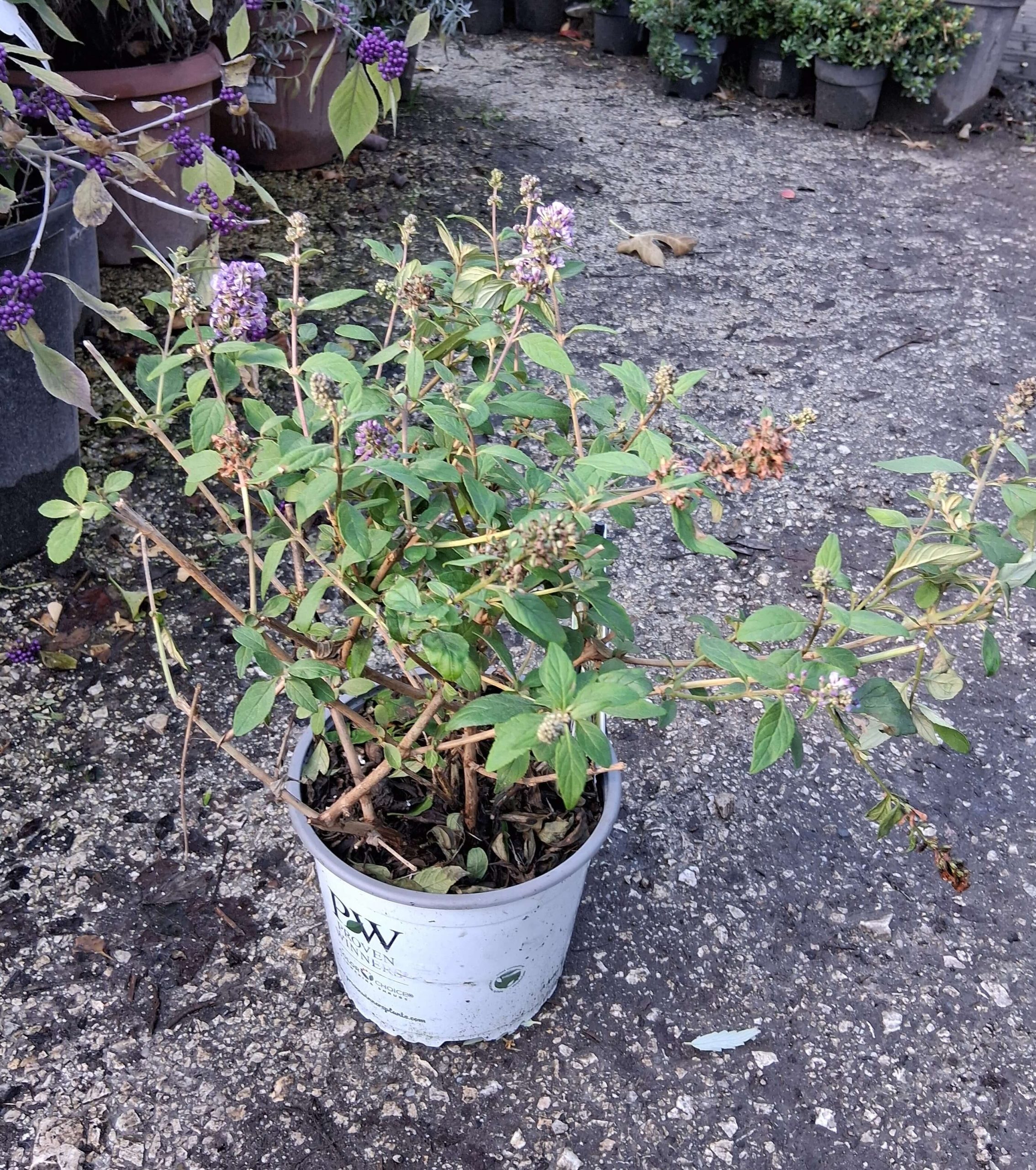 Buddleja davidii Blue Chip törpe kék nyáriorgona illatos kék virágfürtökkel