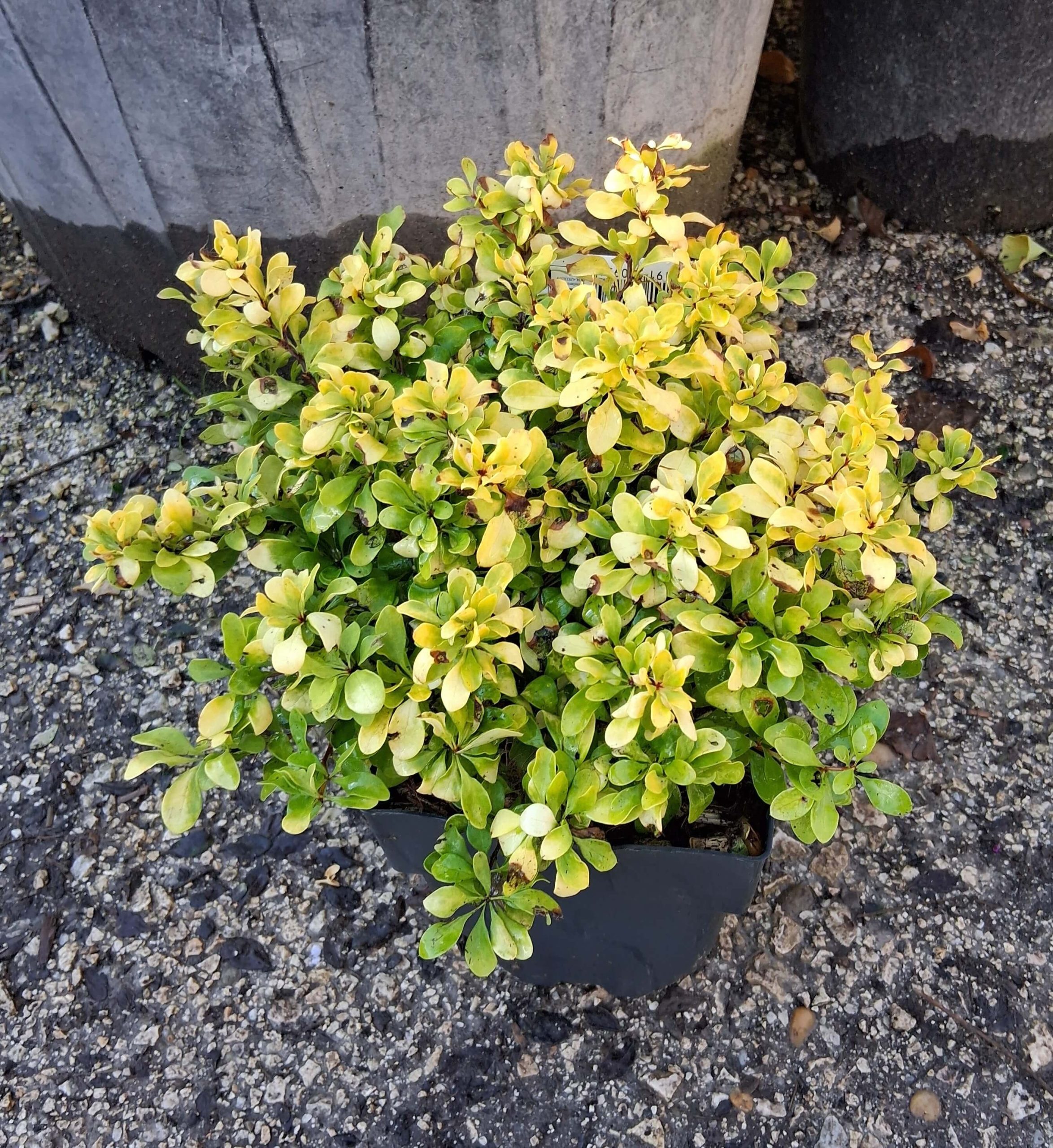 Berberis thunbergii 'Lime Star' – Sárga lombú borbolya - Image 2
