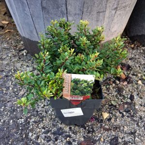 Berberis thunbergii Kobold törpe zöld borbolya sűrű zöld levelekkel