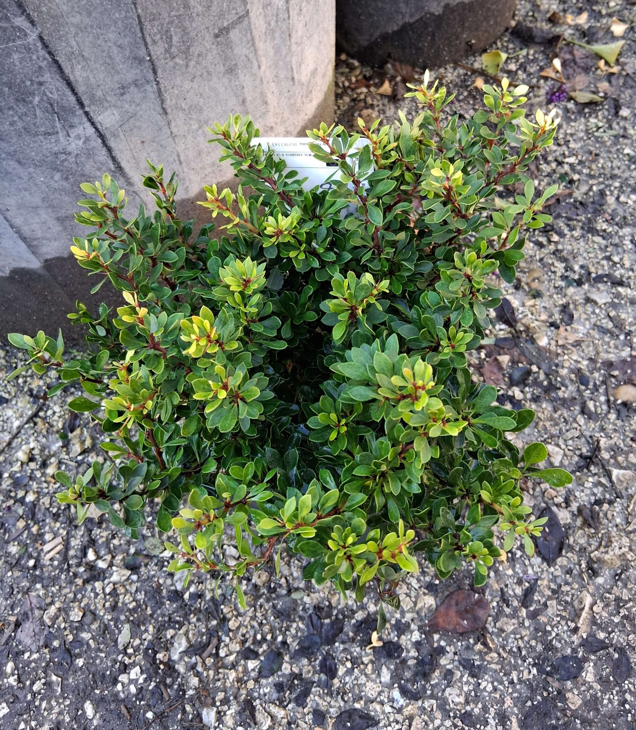 Berberis thunbergii 'Kobold' – Törpe zöld borbolya - Image 2