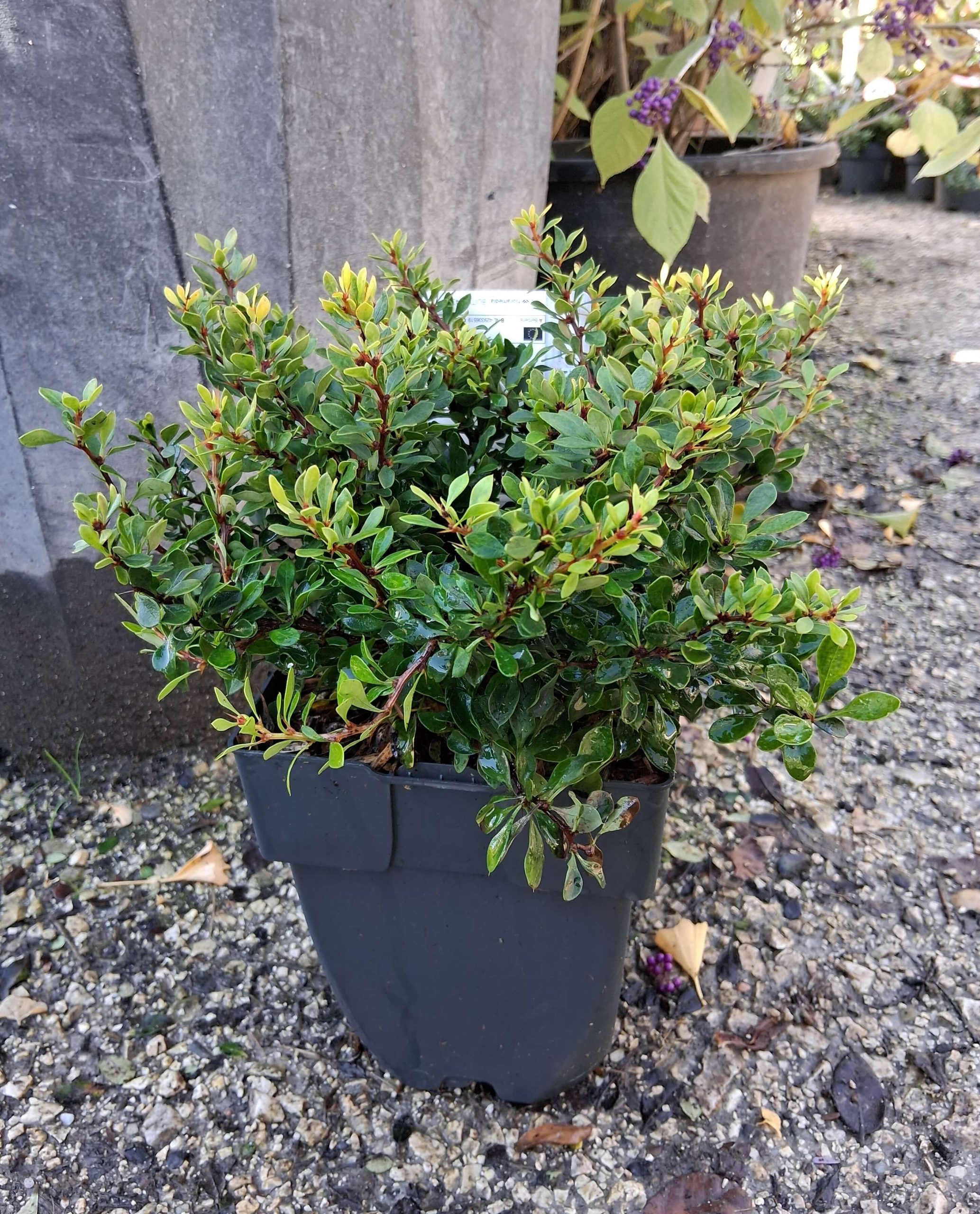 Berberis thunbergii 'Kobold' – Törpe zöld borbolya - Image 3