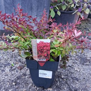 Berberis thunbergii Ruby Star törpe bíbor borbolya sűrű rubintpiros levelekkel