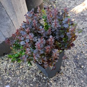Berberis thunbergii 'Concorde'