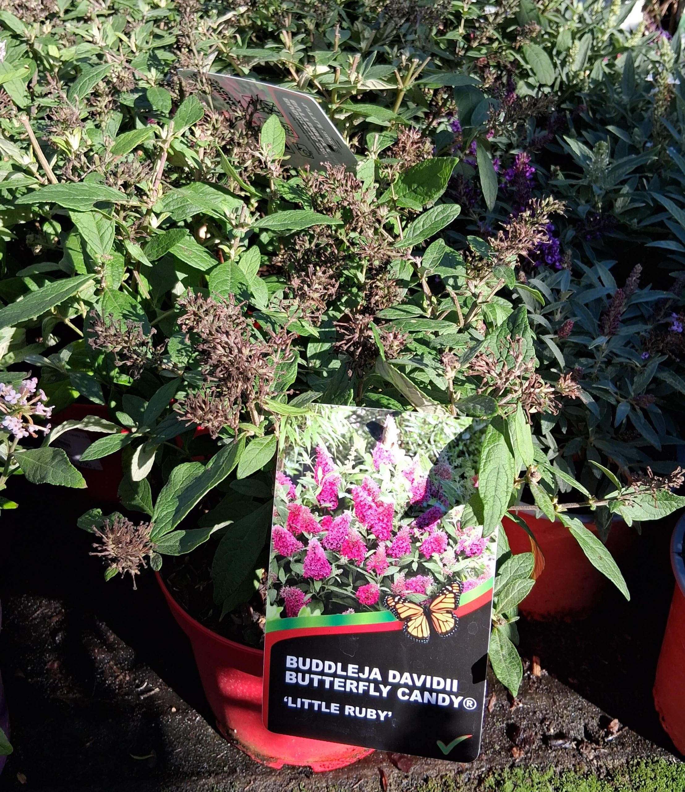 Buddleja davidii Butterfly Candy Little Ruby törpe rubintpiros nyáriorgona illatos virágokkal