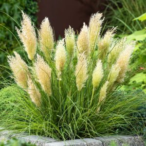 Cortaderia selloana Tiny Pampa törpe pampafű ezüstfehér tollbugákkal cserépben