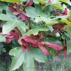 Acer campestre mezei juhar fa zöld levelekkel és sűrű koronával